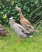 Koppel Indische-Loopeenden, Dieren en Toebehoren, Pluimvee, Meerdere dieren, Eend
