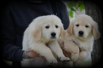 Golden Retriever pups beschikbaar voor biedingen