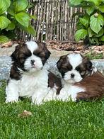 Shih tzu pupjes, Dieren en Toebehoren, CDV (hondenziekte), Meerdere, 8 tot 15 weken, Meerdere dieren