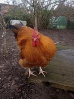 Jonge haan, Dieren en Toebehoren