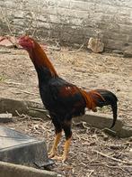 Soendanese vechter, Dieren en Toebehoren, Pluimvee
