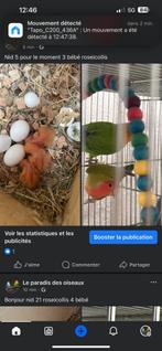 Inséparable eam, Dieren en Toebehoren, Vogels | Parkieten en Papegaaien