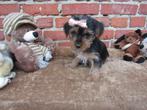 Yorkshire pups 8 weken oud!, Dieren en Toebehoren, Honden | Jack Russells en Terriërs, Yorkshire Terriër, België, CDV (hondenziekte)