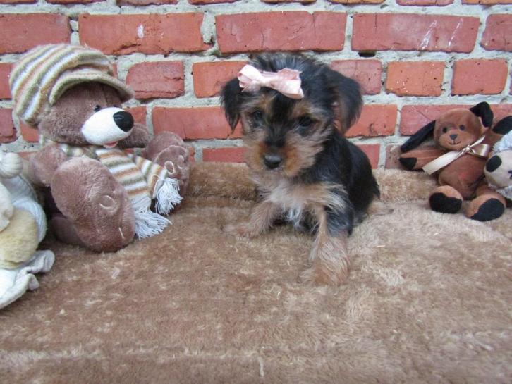 Yorkshire pups 8 weken oud!, Dieren en Toebehoren, Honden | Jack Russells en Terriërs, Meerdere dieren, Yorkshire Terriër, Fokker | Professioneel