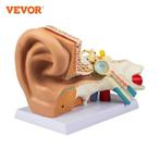 5 Keer Vergroot Menselijk Oor Anatomie