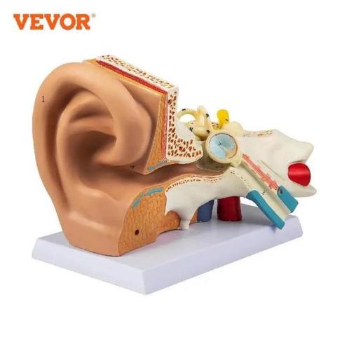 5 Keer Vergroot Menselijk Oor Anatomie, Diversen, Schoolbenodigdheden