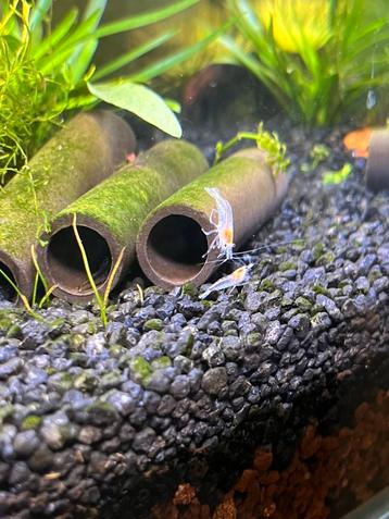Neocardina garnalen white pearl beschikbaar voor biedingen