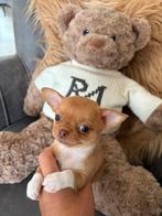 Chihuahua pupys, CDV (hondenziekte), België, 8 tot 15 weken, Geslacht onbekend