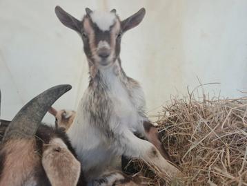 Choco tan bont hermelijn bokje  beschikbaar voor biedingen