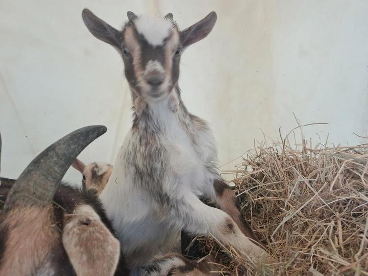 Choco tan bont hermelijn bokje, Dieren en Toebehoren, Schapen, Geiten en Varkens, Mannelijk