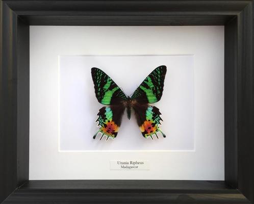 Véritable Papillon Urania Chrysiridia Ripheus XXL naturalisé, Collections, Collections Animaux, Neuf, Animal empaillé, Insecte