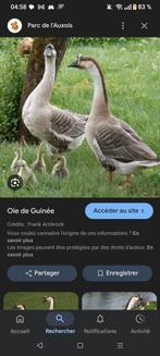 Recherche oeufs fécondés oie, Enlèvement ou Envoi