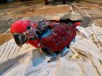 Nog 1 jonge tamme Edel-papegaai/Eclectus - vrouwelijk, Vrouwelijk, Papegaai, Geringd