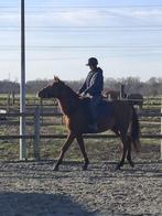 Halve stal gezocht, Jument