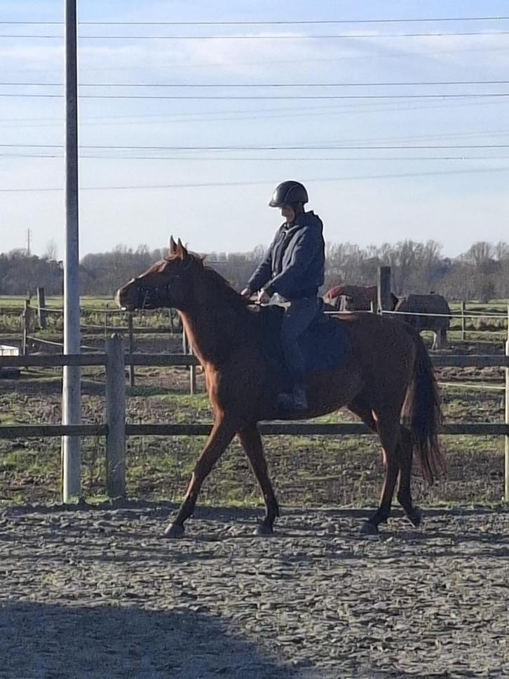 Halve stal gezocht, Animaux & Accessoires, Chevaux, Jument