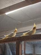 Koppel valkparkieten