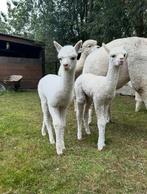 2 Wit / Beige merrie’tjes te koop, Dieren en Toebehoren, Augustus, Vrouwelijk