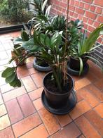 zamioculcas, Ophalen, In pot