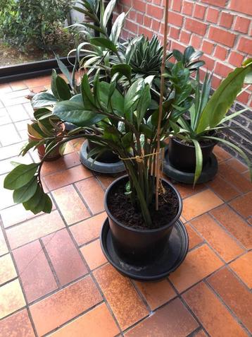 zamioculcas beschikbaar voor biedingen