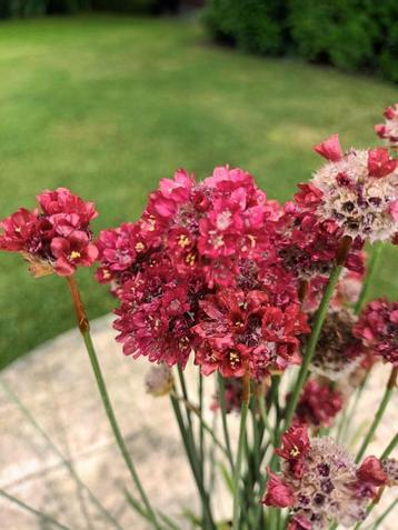 Armeria beschikbaar voor biedingen