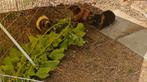Cavia beertjes Gratis, Dieren en Toebehoren, Ophalen, Cavia