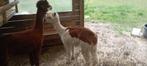 Alpaca merrie, Dieren en Toebehoren, November, Vrouwelijk