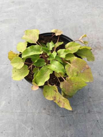 Campanula Superba beschikbaar voor biedingen