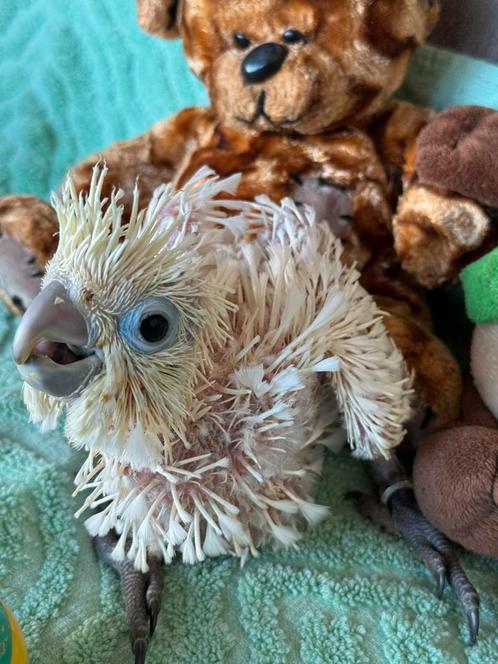 Nu te reserveren ! Super lieve kaketoe, Dieren en Toebehoren, Vogels | Parkieten en Papegaaien, Papegaai, Pratend, Tam, Geringd