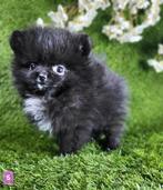 Poméranien/pygmée poméranien petit loulou, Loulou, Chienne, Belgique, Plusieurs