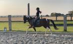 Allround D-pony, Dieren en Toebehoren, Paarden, Merrie, Minder dan 160 cm, Z, Gechipt