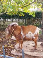 Bok geit (2021), Dieren en Toebehoren, Mannelijk, Geit, 3 tot 5 jaar