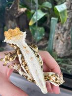 Wimpergekko lilly white man 22ONxLU6