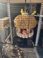 Vogelkooi met 1 kanarie €100, Dieren en Toebehoren, Ophalen, Zo goed als nieuw, Vogelkooi