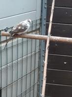 Bonte diamantduifjes, Dieren en Toebehoren, Meerdere dieren, Tropenvogel, Geringd