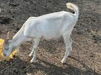 Saanen Bokje 6 maanden oud, Dieren en Toebehoren, Mannelijk, Geit, 0 tot 2 jaar