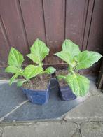 Yacon appelwortel, Ophalen, Volle zon, Herfst, Groenteplanten