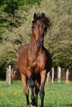 Enorm lieve en slimme ruin, Dieren en Toebehoren, Paarden, Ruin, Zadelmak, Minder dan 160 cm, 3 tot 6 jaar