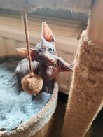 Sphynx kittens, Dieren en Toebehoren, Katten en Kittens | Raskatten | Korthaar, Meerdere dieren, Gechipt, 0 tot 2 jaar