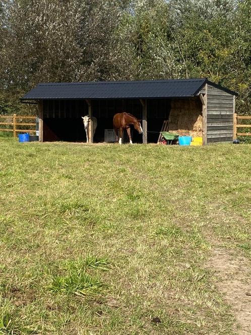 Omheinde weide met schuilstal te koop, Dieren en Toebehoren, Stalling en Weidegang, Weidegang, 4 paarden of pony's of meer