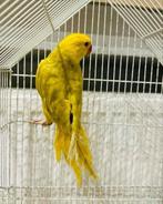 Halsband papegaai te koop, Dieren en Toebehoren, Vogels | Parkieten en Papegaaien, Geslacht onbekend, Papegaai