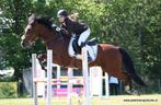 Te lease/halve stal ZZ D pony in Neeroeteren/Maaseik, Dieren en Toebehoren, ZZ, Gechipt, Ruin, Springpony