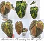 Philodendron Melanochrysum Variegated, Huis en Inrichting, Groene kamerplant, Ophalen of Verzenden