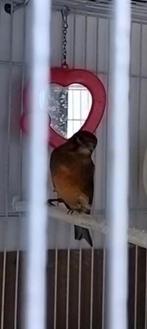 Metis tarin x canaris, Ophalen of Verzenden