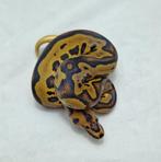 Leopard Yb Clown man, Dieren en Toebehoren, Reptielen en Amfibieën, Slang, Tam, 0 tot 2 jaar