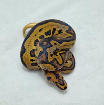 Leopard Yb Clown man beschikbaar voor biedingen