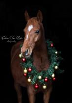 Lieve 6 jarige Arabier merrie, Débourré, Moins de 160 cm, Vermifugé, Cheval de récréation