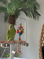 Amazone met gouden nek, Dieren en Toebehoren, Vogels | Parkieten en Papegaaien