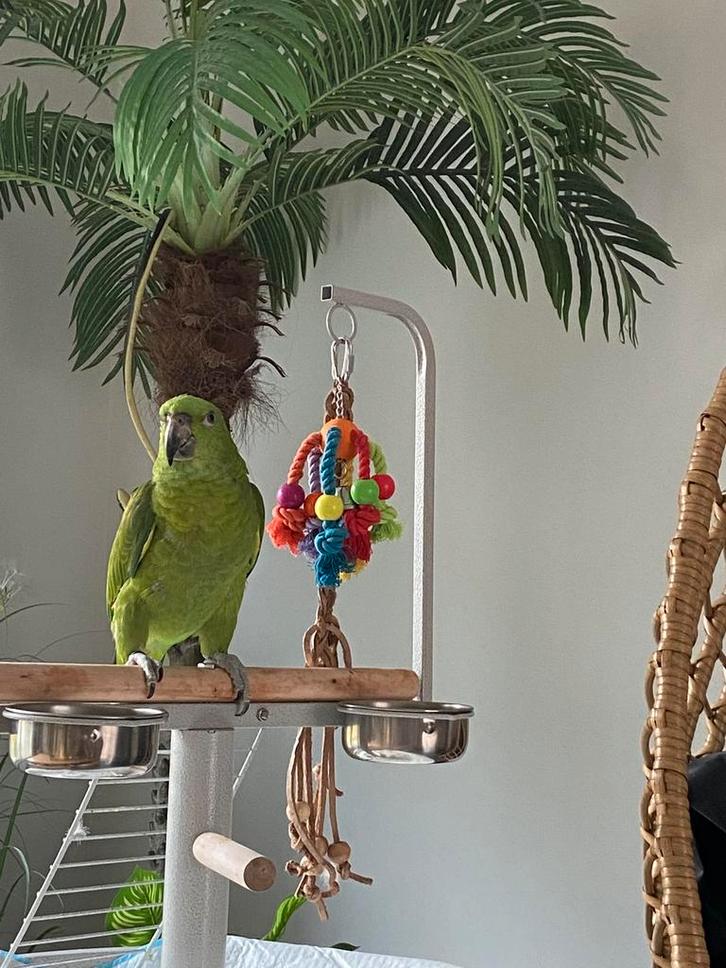 Amazone met gouden nek, Dieren en Toebehoren, Vogels | Parkieten en Papegaaien