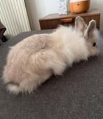 Lapin mini teddy/angora Tête de Lion  1 an male, Dieren en Toebehoren, Konijnen, Dwerg