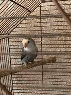 agapornis vrouwtje met kooi